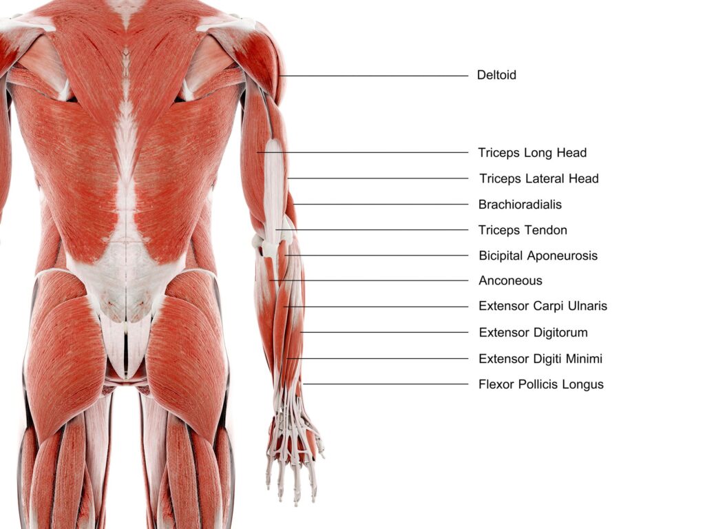 muscles in tricep