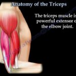 tricep muscle