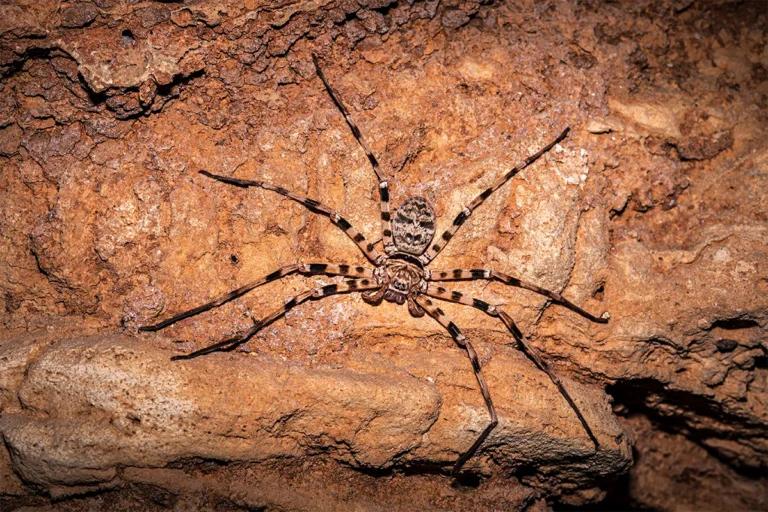 the worlds largest spider