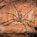 the worlds largest spider